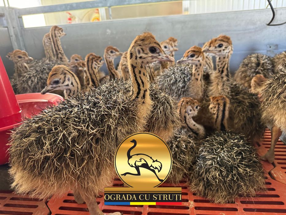 Pui de Strut - Cu Contract - Ograda cu Struti Sebes