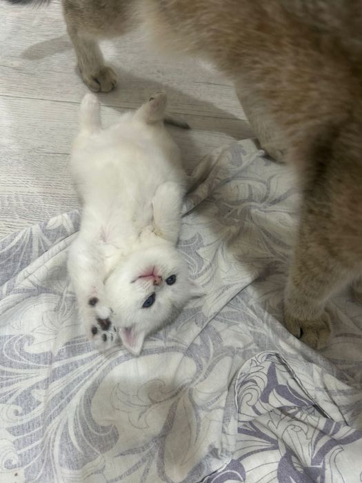 породистый шиншило  60000