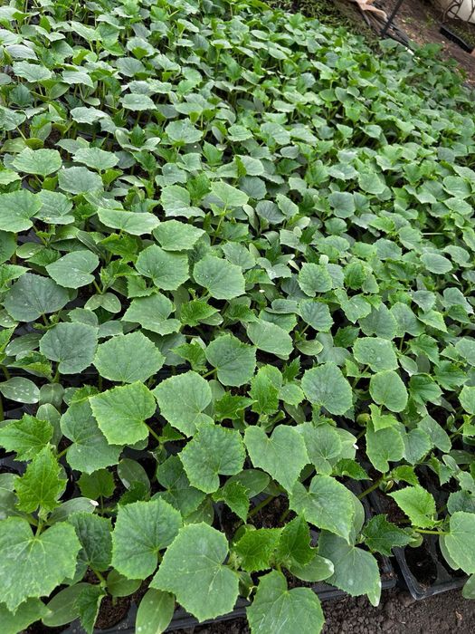 Vand Rasad legume samanta originala