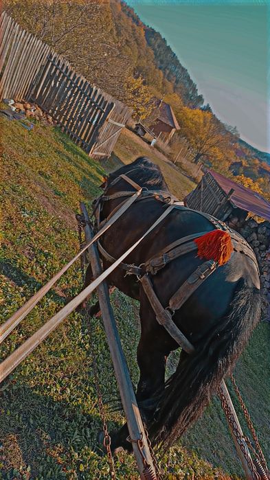 Vând carlan de 3 ani