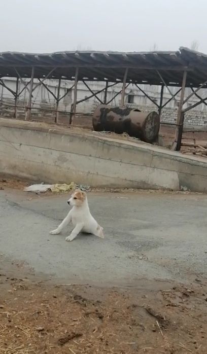 Алабай кучиклар сотилади тоза кон  2 ойлик 1 оґил 1 киз  соґлиги ало