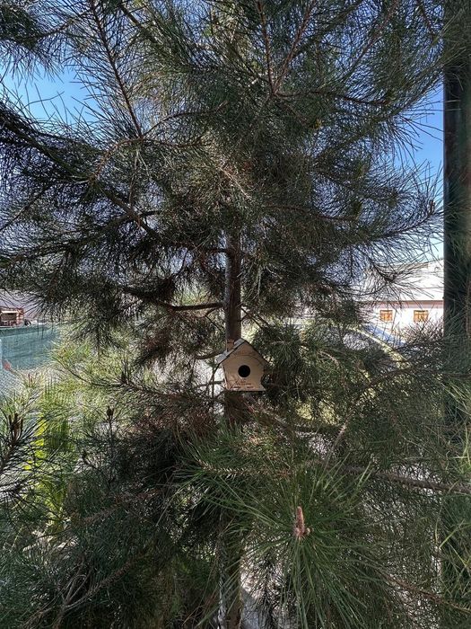 Скворешник для Канарейки