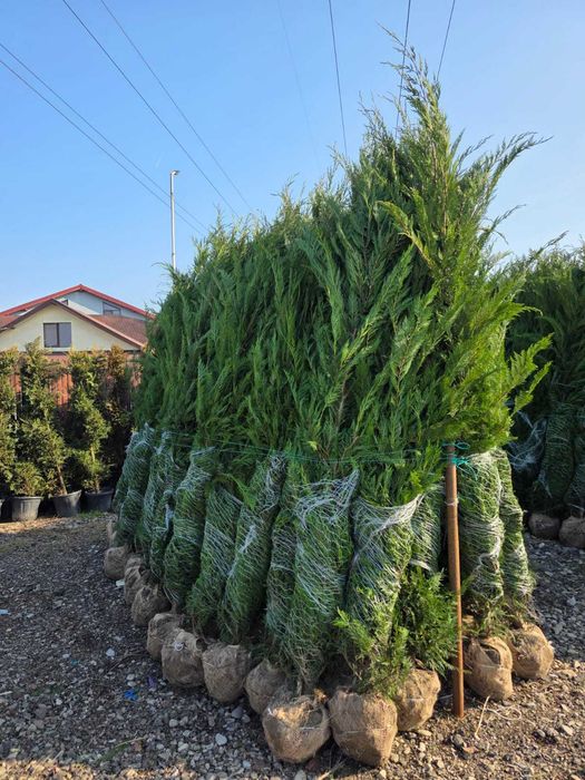 Leylandi Cupressocyparis Ornamentali pentru Gard Viu și Curți Elegante