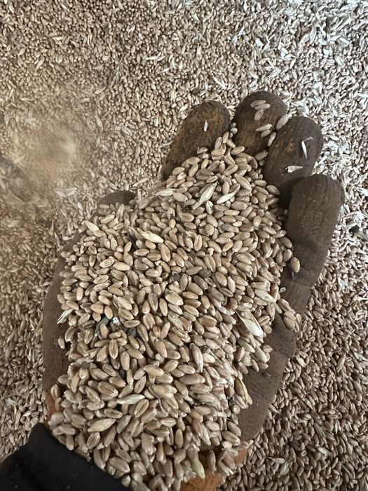 Продается чистая пшеница- зерно