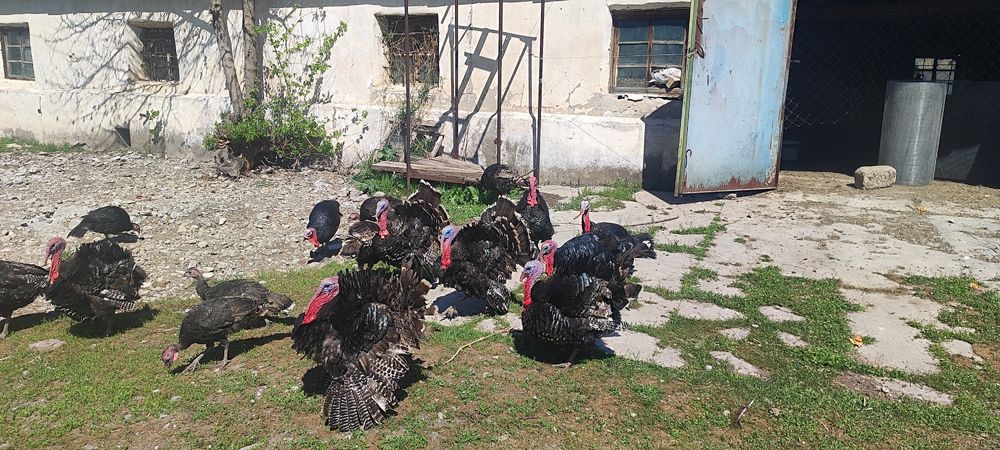 Индюки индюшки 17.000