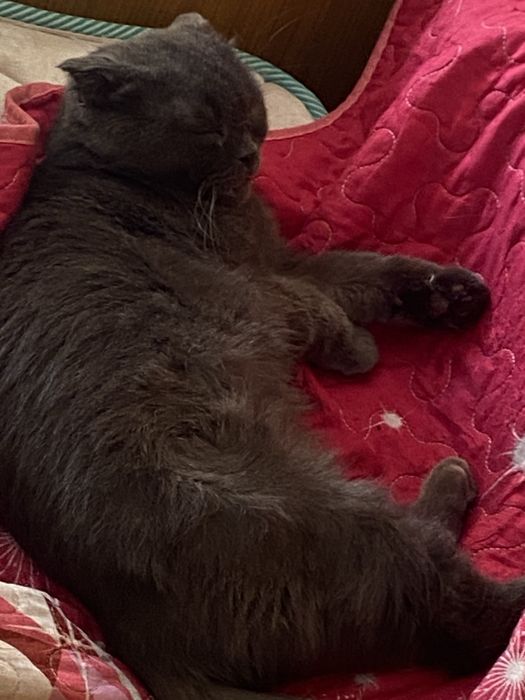 мышелов  Котики мальчики и девочки