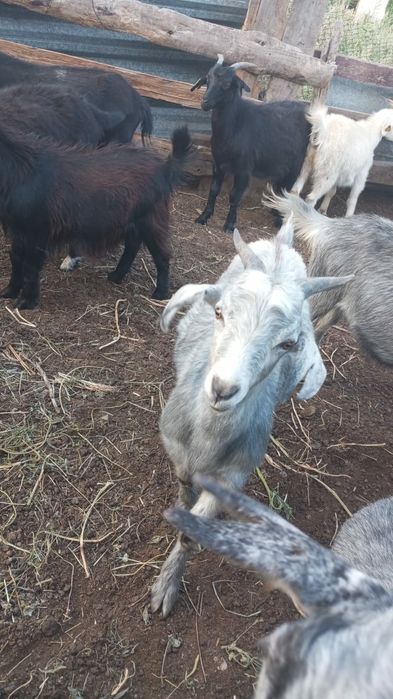 Продам коз вместе с козлятами