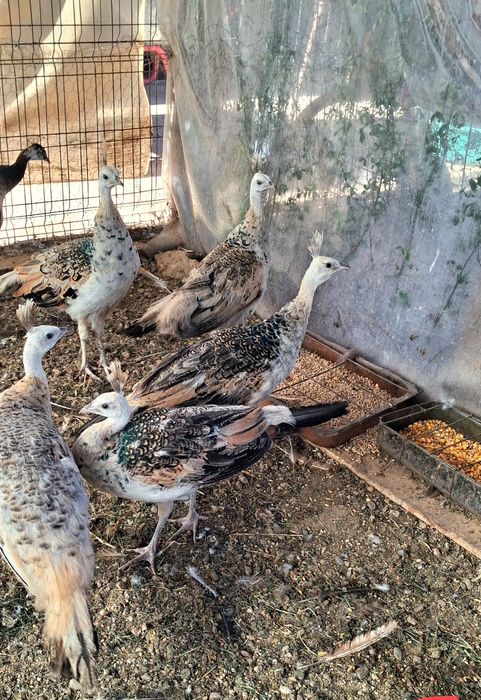 Pui paun umăr negru