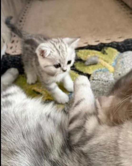 Котята скоттиш страйт