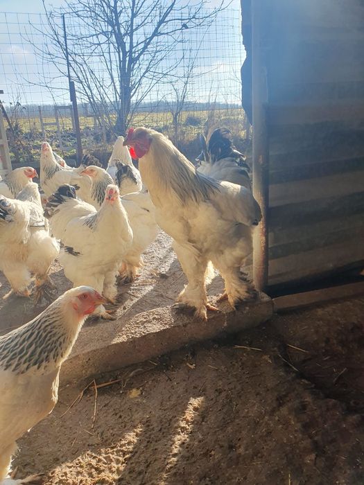 Cocosi si Gaini Brahma Light Alb cu negru