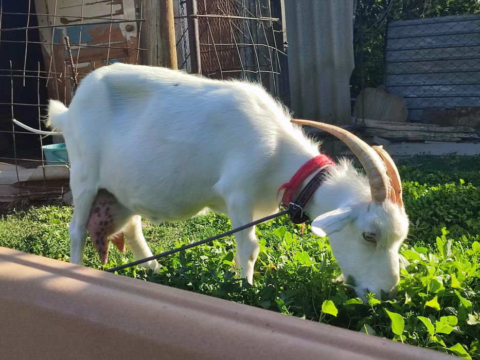 Дойная коза с козленком