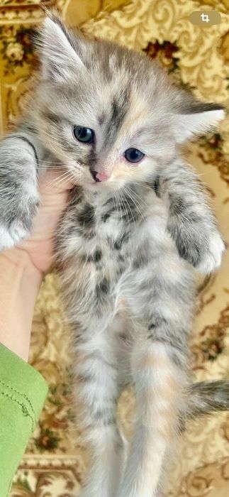 котята маленькие