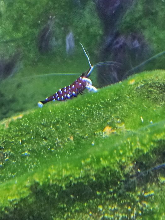 Скариди Кардинал и Пинто зебра