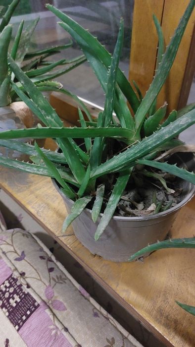 Алое вера лечебный