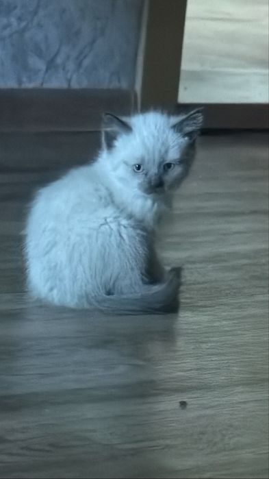 Отдам красивых котят