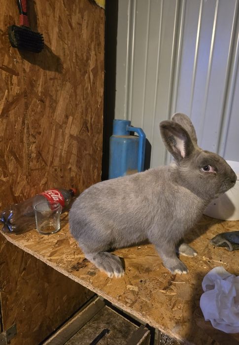 Vand iepuri secuiesc salander albastru!