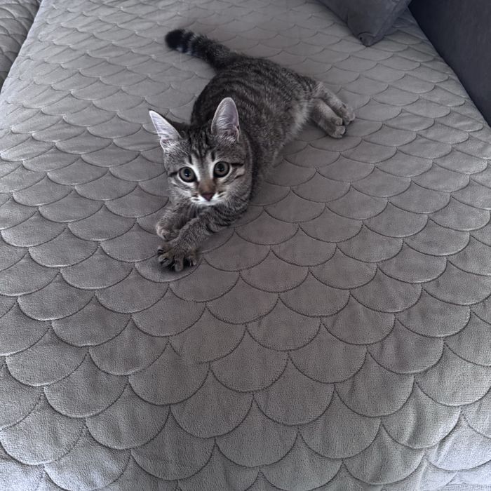Котенок ищет дом