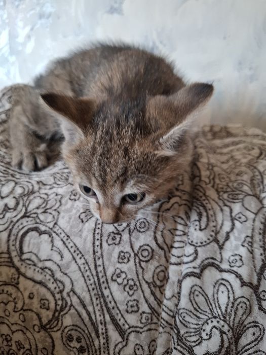 Отдам даром котёнка .девочка