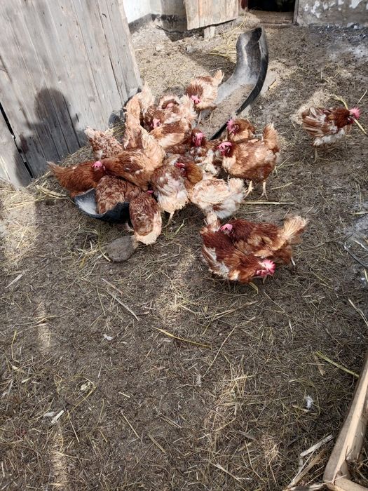 Продам кур несушек