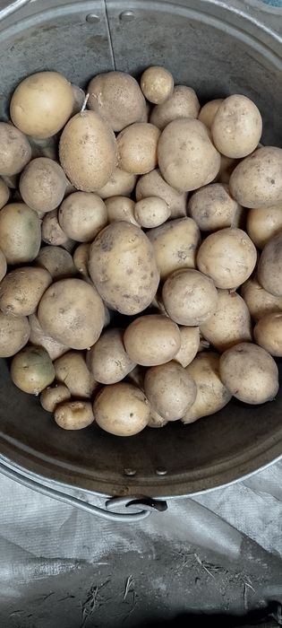 Картофель мелкий