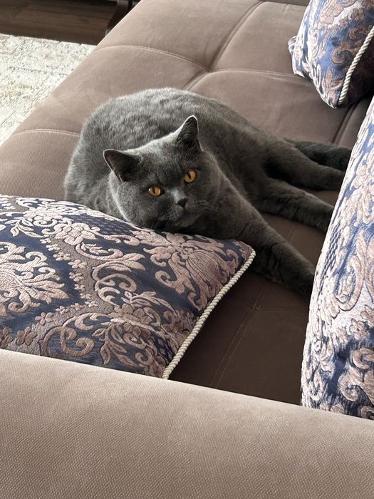 Продажа британского кота