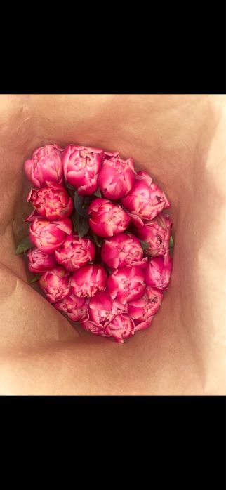 Тюльпаны оптом!!!