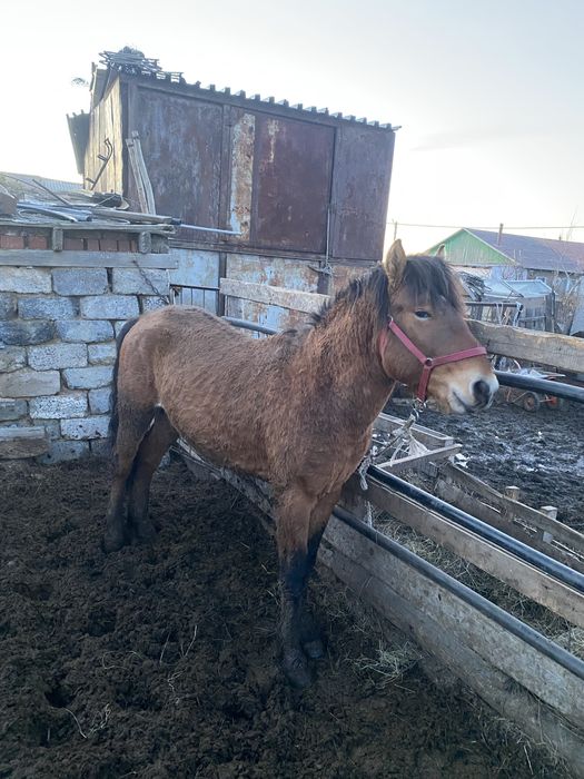 Айғыр сатылады к