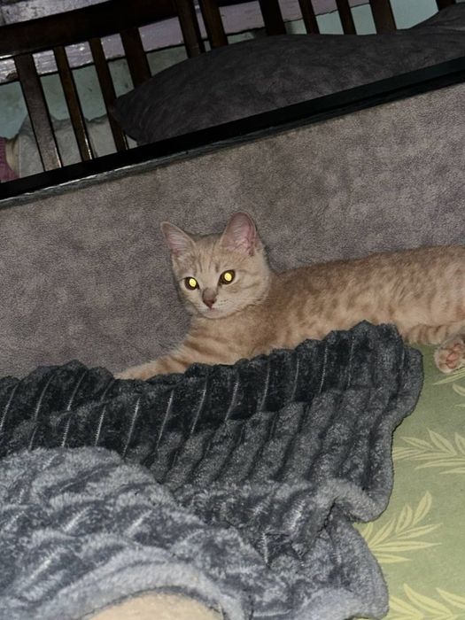Отдам кота в добрые руки
