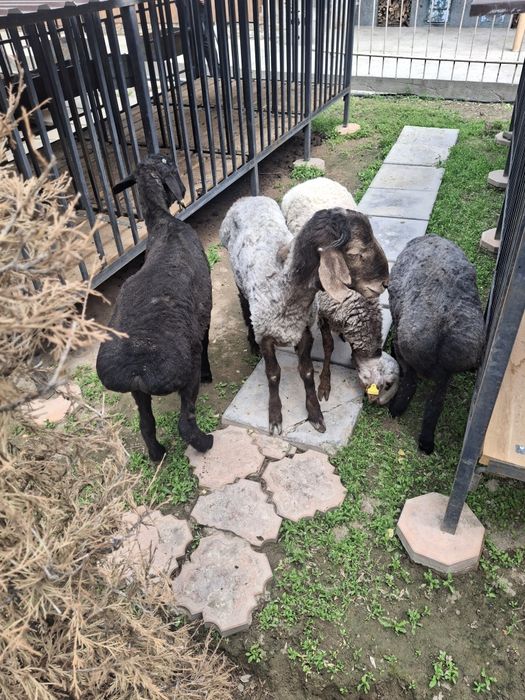 Қошқарлар сатылымда