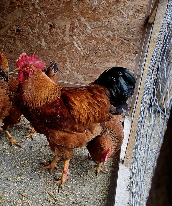 Pui  Sussex New hampshire