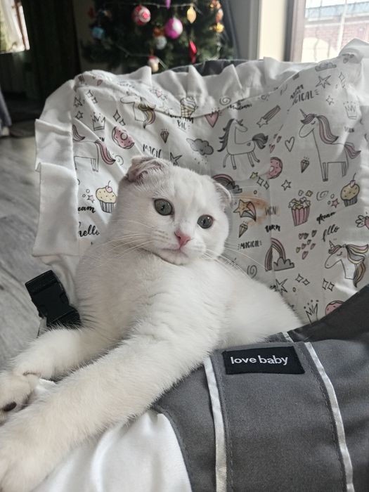 скотиш фольд сотилади