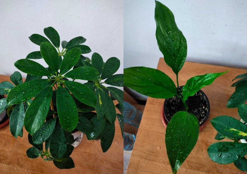 Цветы в горшочках