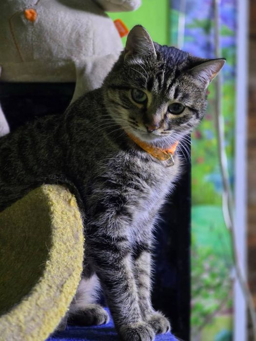 Отдам кошку в добрые руки