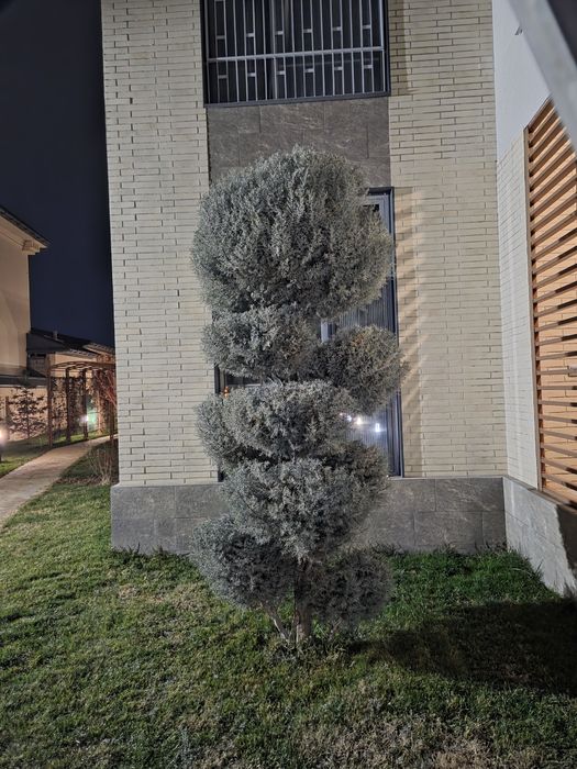 Посадка и обрезка деревьев