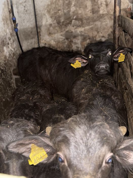 Vând viței de bivoliță