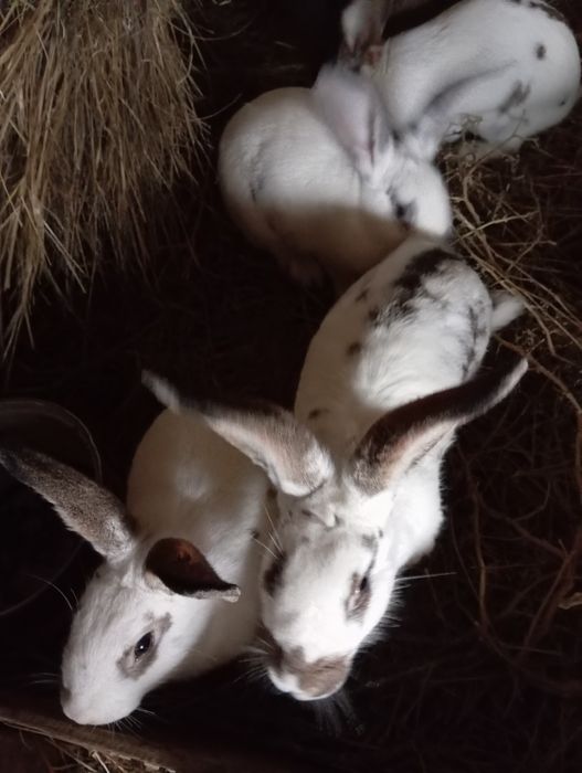 Кояндар сатылады 11 айлык