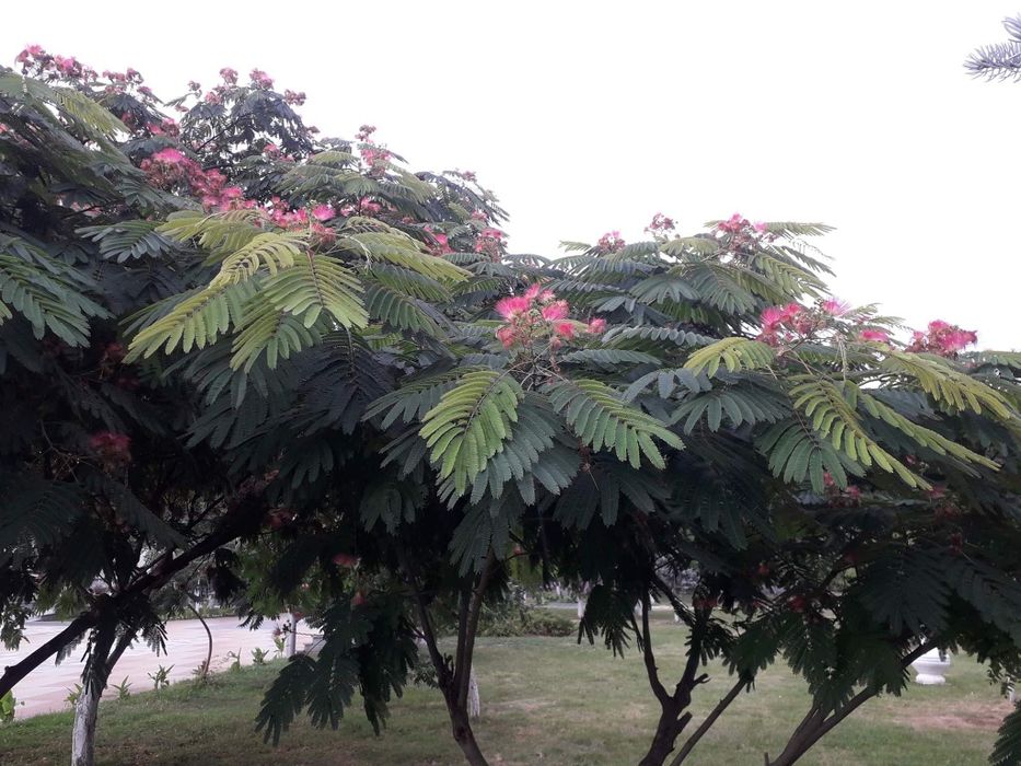 Arborele de mătase – eleganță și rafinament pentru grădina ta!