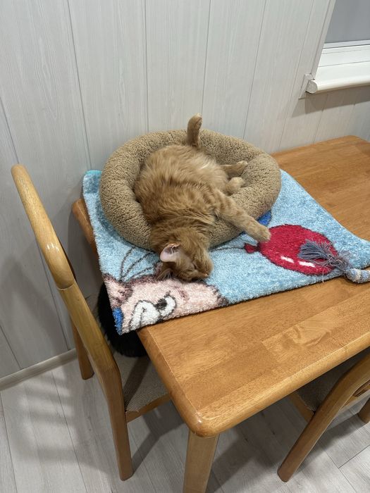 Отдам в добрые руки кота подростка