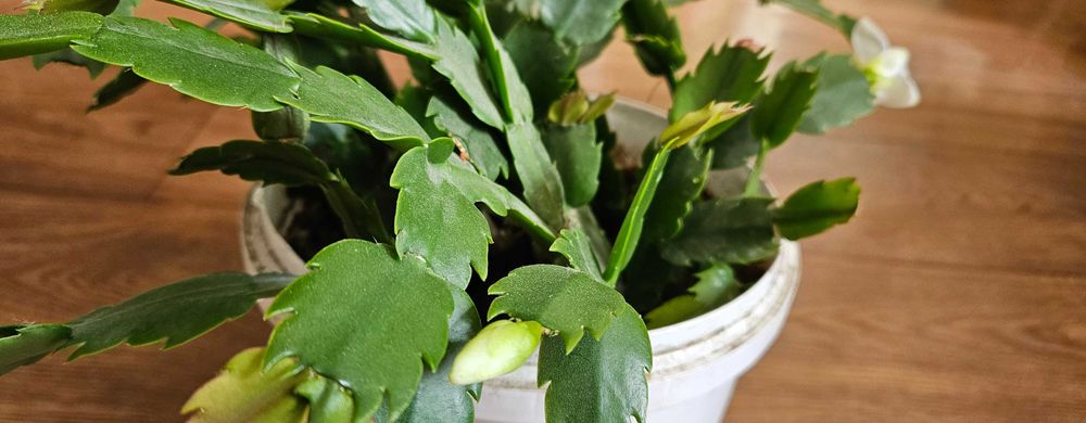 Комнатное растение Декабрист