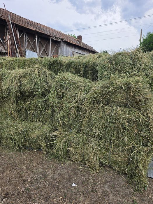 Vând baloți de lucernă!
