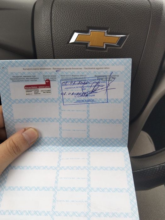 Немецкая овчарка чисто кровька