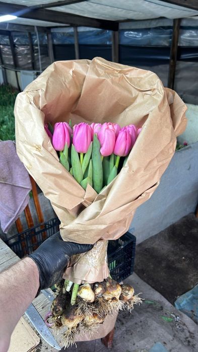 Голландские тюльпаны оптом