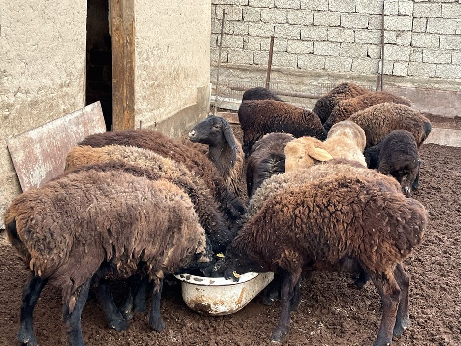 Семиз кошкарлар сатылады