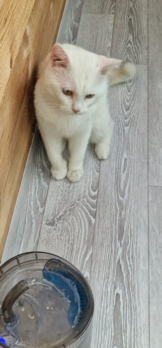 Белый котик Вольтер ищет семью!