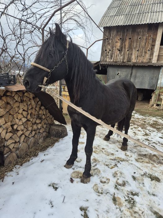 Vând cal în vârstă de 10 ani.