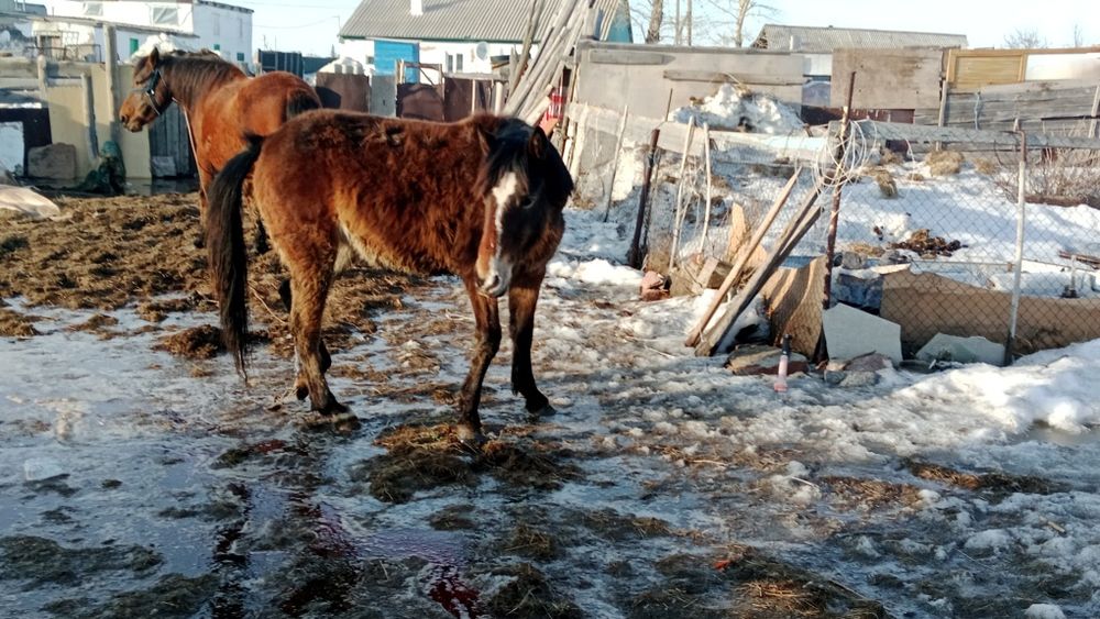 Жемделген байтал сатылады.