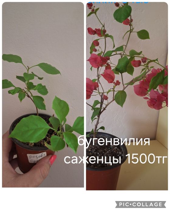 Растения домашние