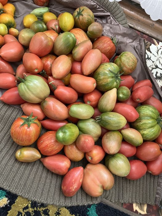Продам помидоры домашние