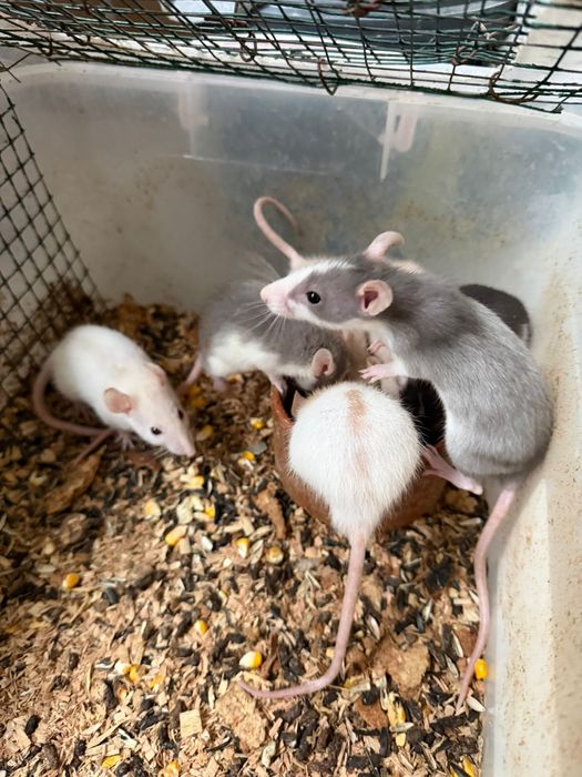 sobolani de companie