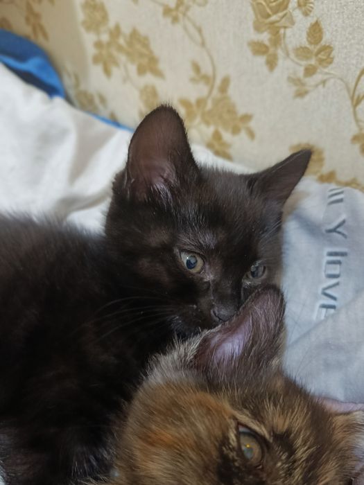 Отдам котят в хорошие руки